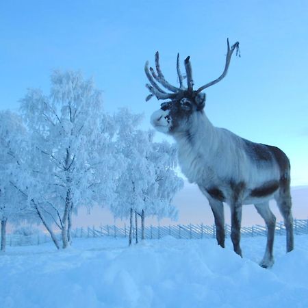 Reindeer Lodge Jukkasjärvi 外观 照片
