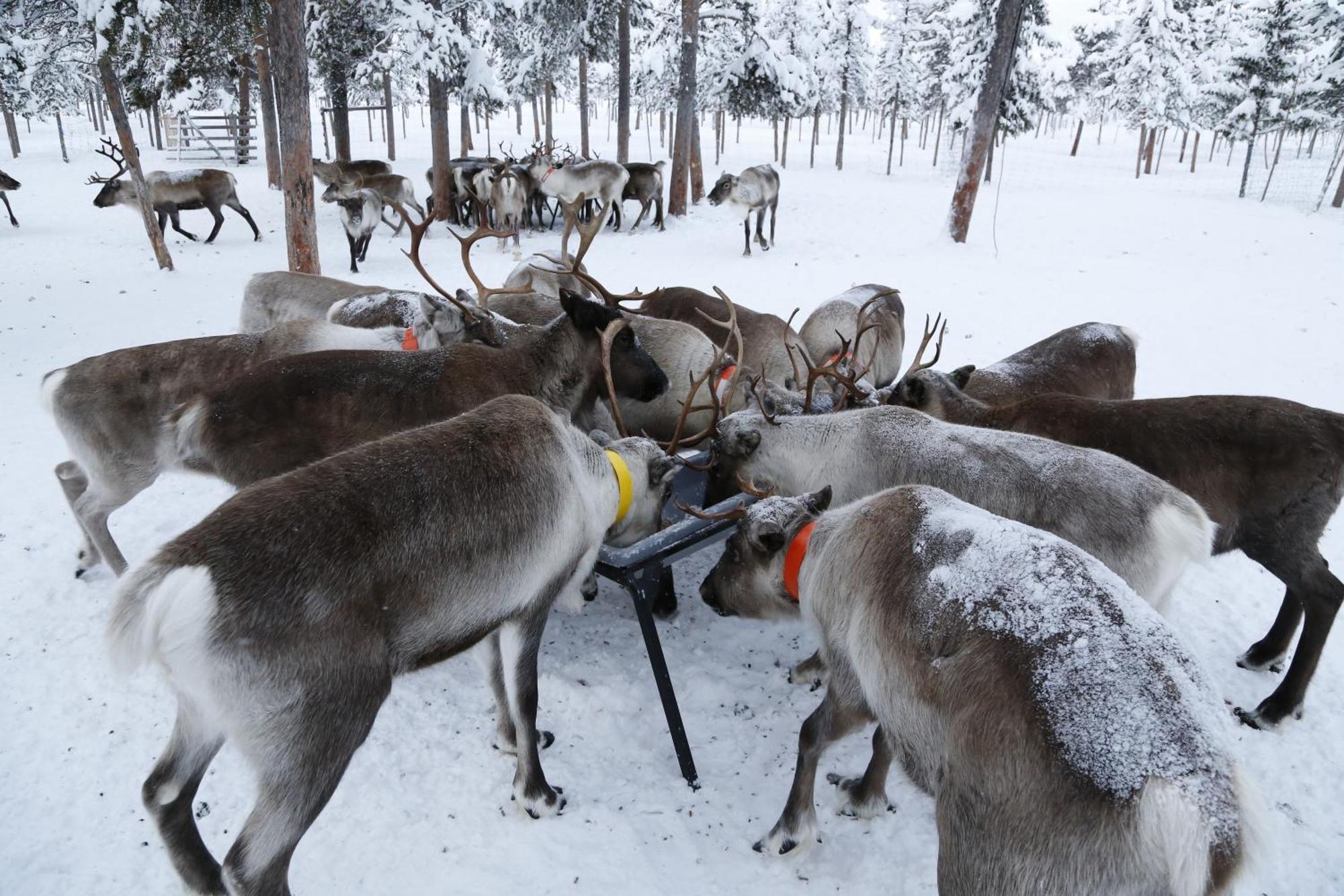 Reindeer Lodge Jukkasjärvi 外观 照片