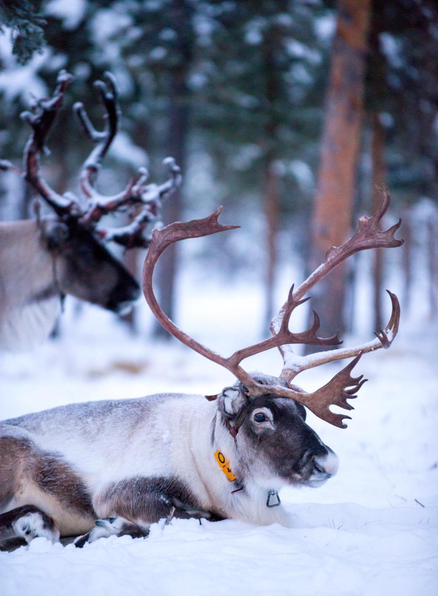 Reindeer Lodge Jukkasjärvi 外观 照片