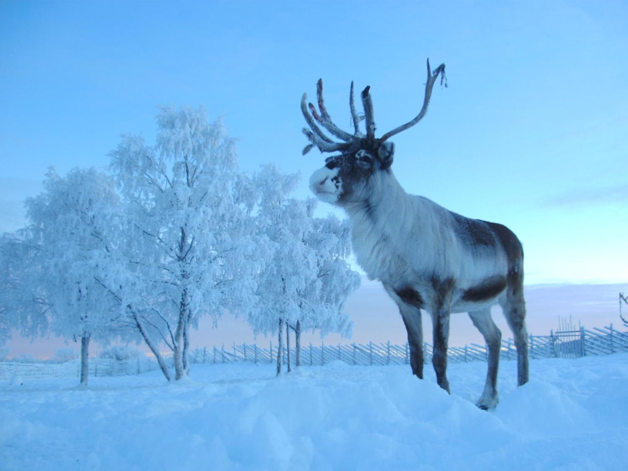 Reindeer Lodge Jukkasjärvi 外观 照片