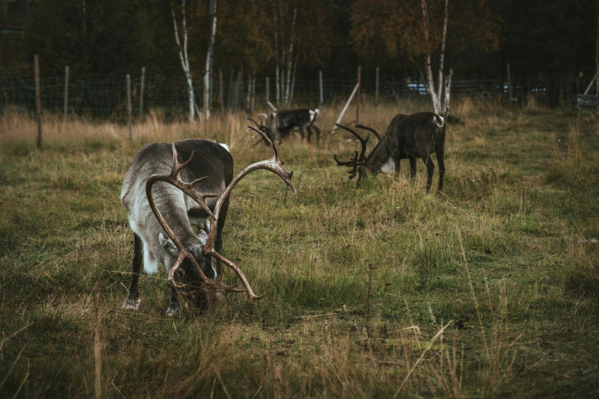 Reindeer Lodge Jukkasjärvi 外观 照片